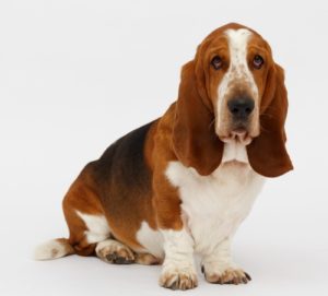 Basset Hounds are one of the most expensive dog breeds