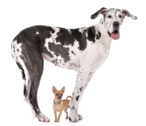 Dog Breeds That Require the Most Care