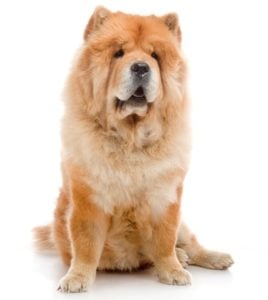 Chow Chows are one of the most expensive dog breeds