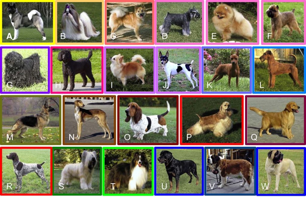 Dog breed evolution - Clades