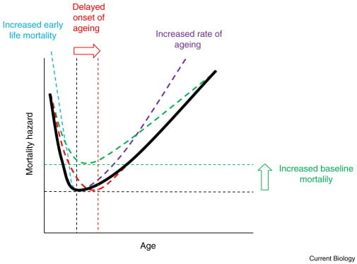 Dog's age and lifespan