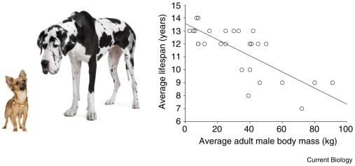 Dog's longevity and breed size