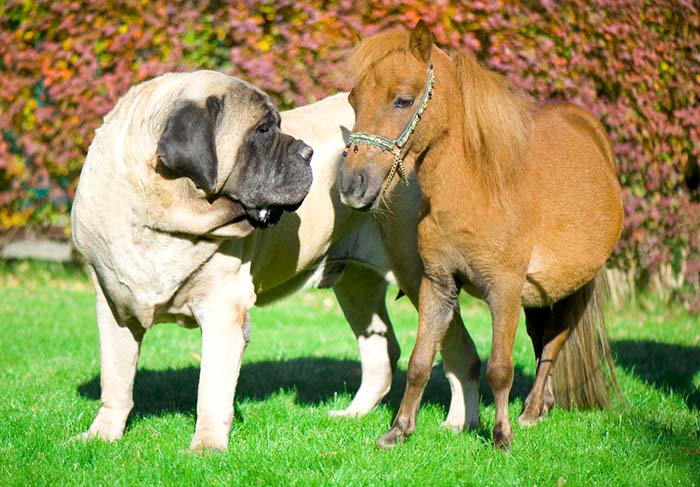 English Mastiff - Best Short Hair Dog Breeds