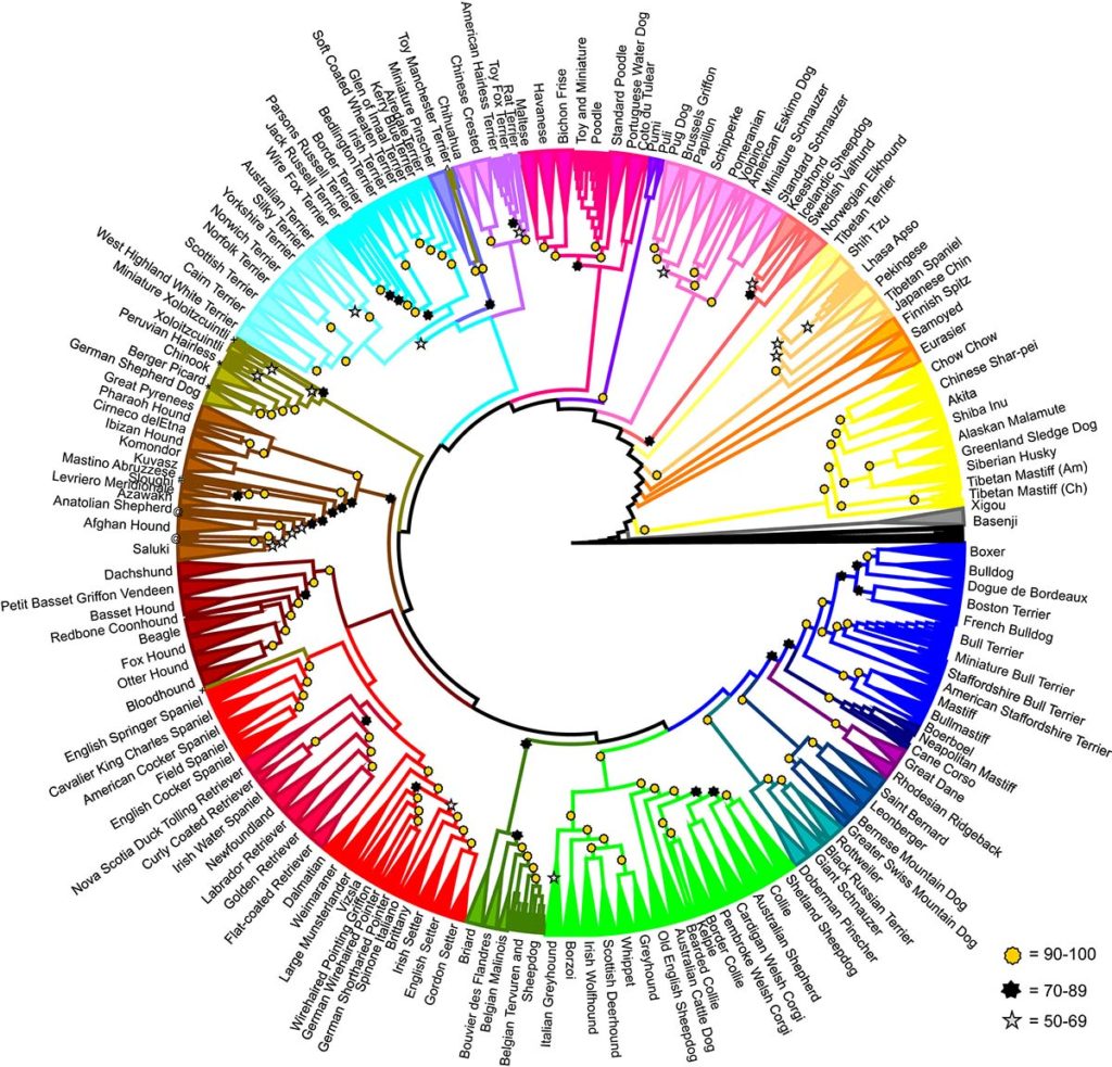 Evolutionary tree of 161 Domestic Dog Breeds