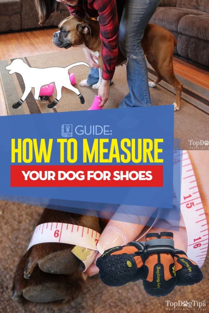 Guide on How to Measure A Dog for Booties