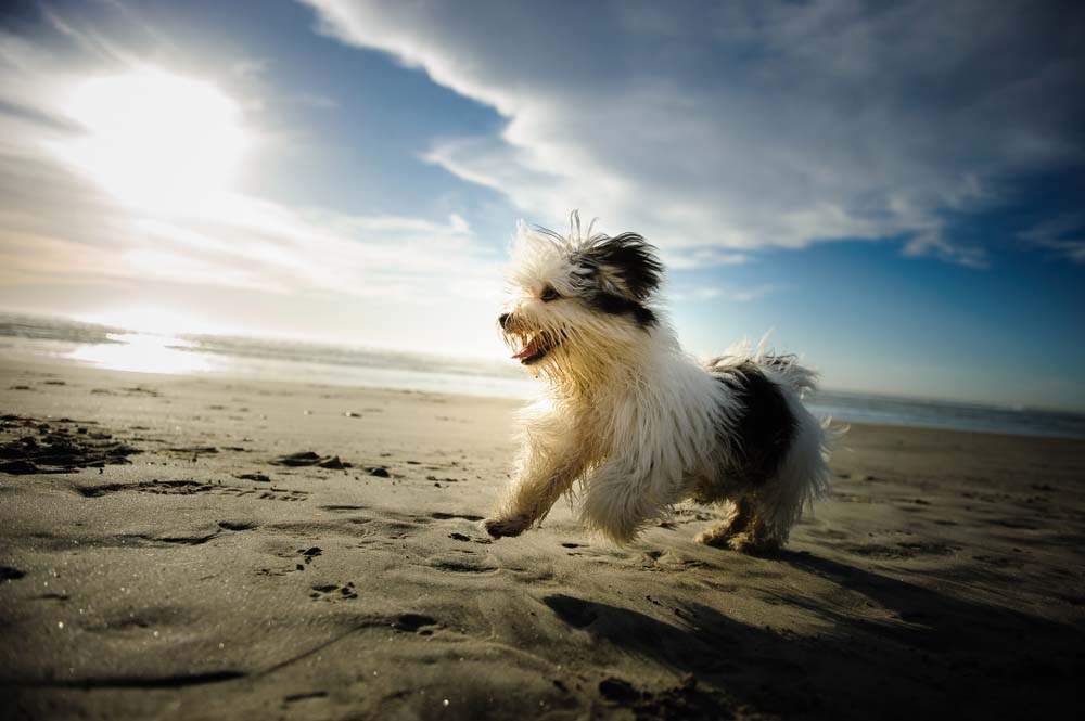 Havanese is one of the healthiest dog breeds