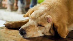 How Dogs Help to Battle Cancer