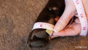 How To Measure A Dog for Boots