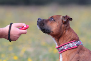 Obedience Training for Pit Bull Puppies and Adults