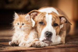 Socializing Pit Bulls with other animals