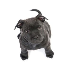 How to Raise a Pit Bull Puppy Healthily