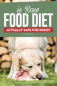 Is Raw Food Diet Safe for Dogs