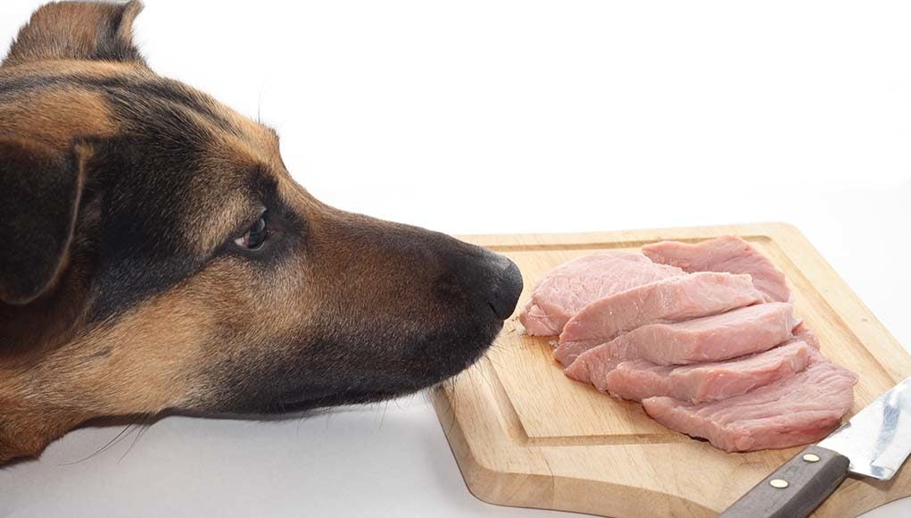 Is a Raw Food Diet Safe for Dogs