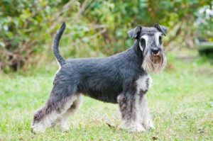 Schnoodle Dog Breed