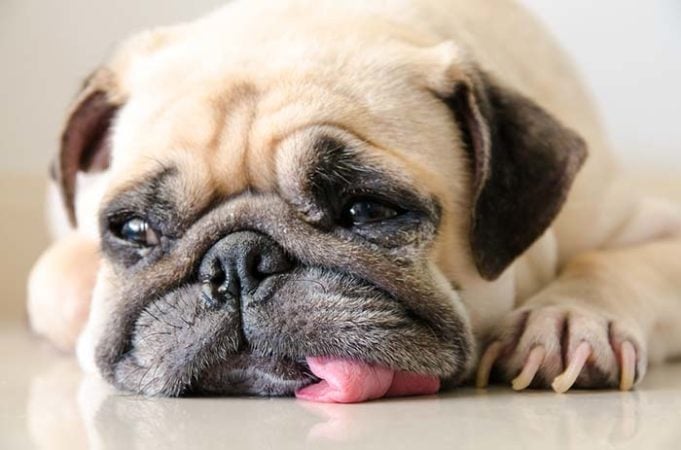 Scientists Found Out Why Pugs Boxers and Bulldogs Have Flat Faces