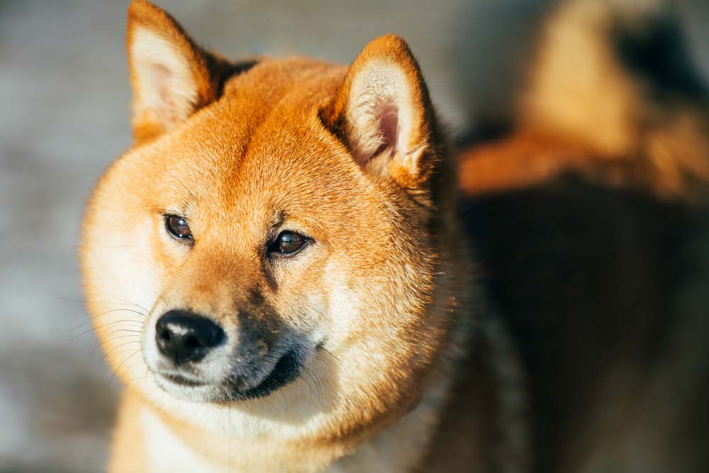 Shiba Inu is one of the healthiest dog breeds