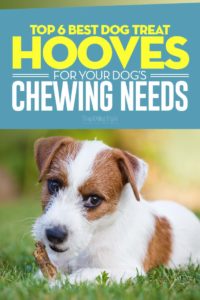 The Best Dog Treat Hooves for Chewing