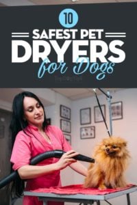 The Best Pet Dryers for Dogs