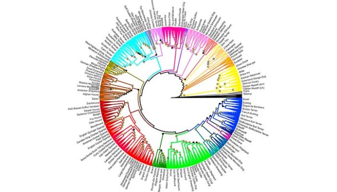 The New Evolutionary Tree of Dogs is Finally Here