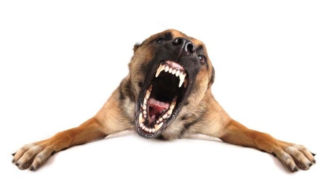 The Science Behind Aggression in Dogs