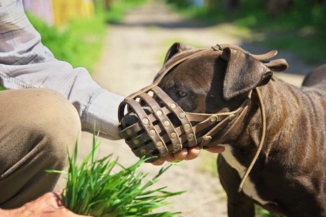 Top Best Dog Muzzles