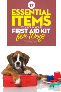 Top Essential Items to Have in Your First Aid Kit for Dogs