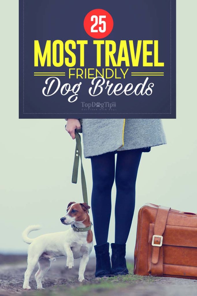 Top Most Travel Friendly Dog Breeds in the World