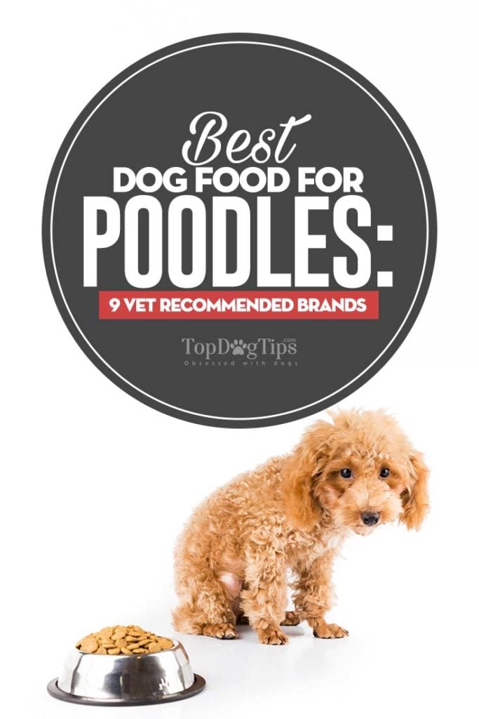 Vet Recommended Best Dog Foods for Poodles