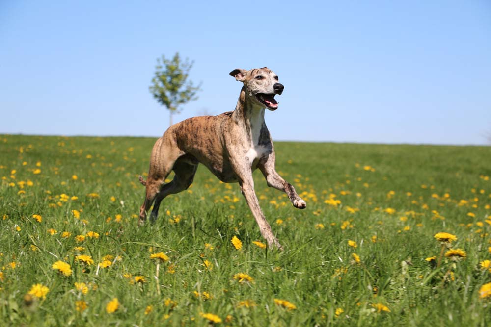 Whippet is one of the healthiest dog breeds