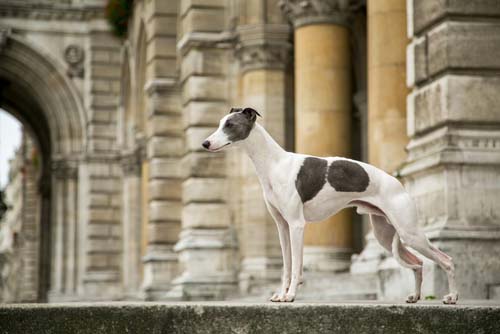 Whippet