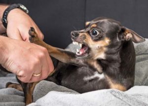 Why a dog in pain is always more likely to bite