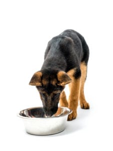 Understanding German Shepherd's Needs