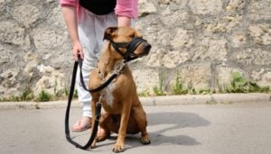 How to measure your dog for a muzzle