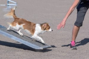 best dog safety ramps