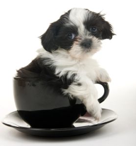 Teacup Shih Tzu