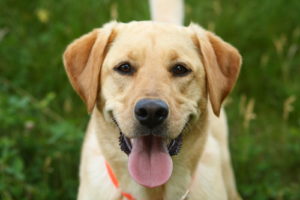 Miniature Labrador