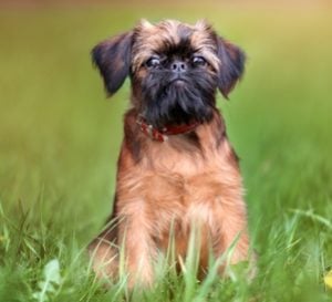 Teacup Brussels Griffon