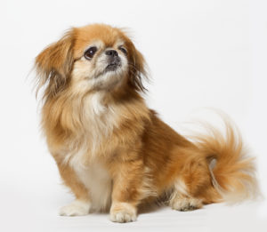 Teacup Pekingese