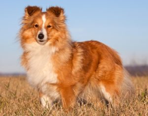 Miniature Collie – Shetland Sheepdog