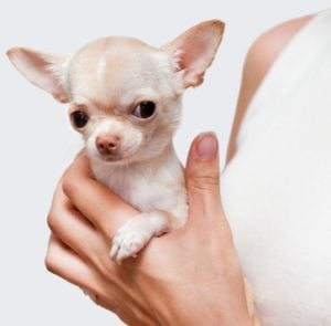 best teacup dog breeds