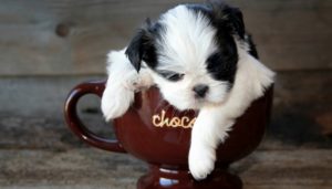 Irresponsible Breeding of Teacup Dogs