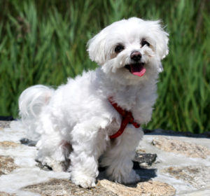 Teacup Maltese