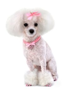 Teacup Poodle