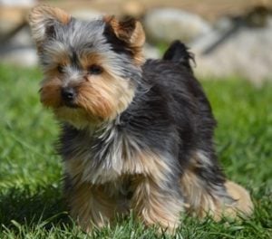 Teacup Yorkie