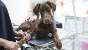 Can humans contract toxoplasmosis from dogs?