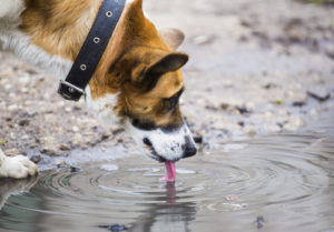 can humans get worms from dogs