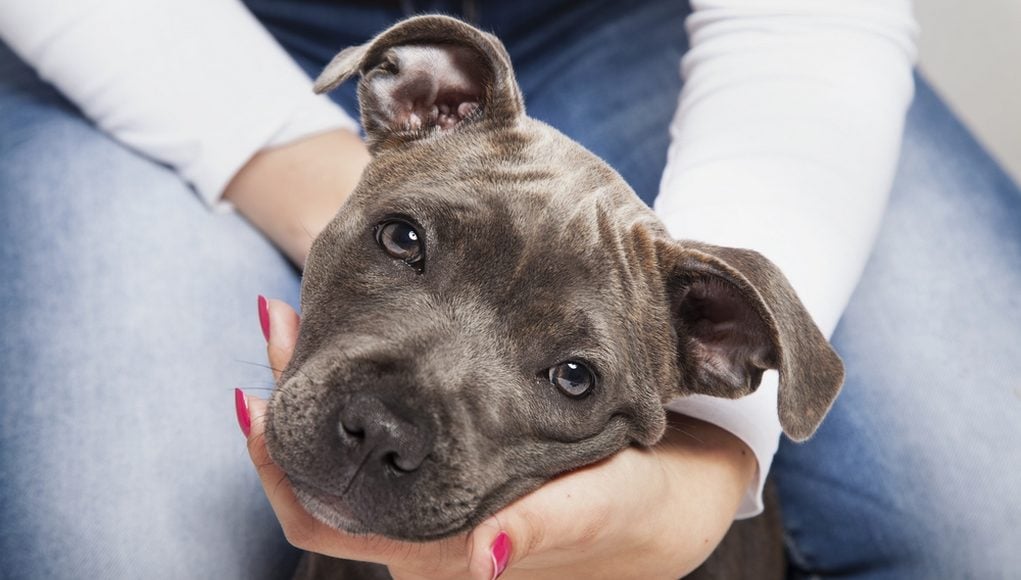 how to raise a Pit Bull