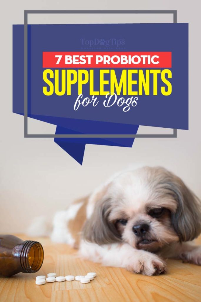 7 Top Rated Best Dog Probiotic Supplements