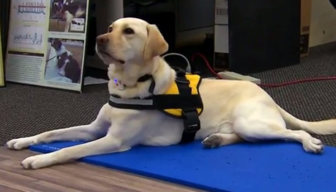 Dogs Can Now Call 911 For Emergencies