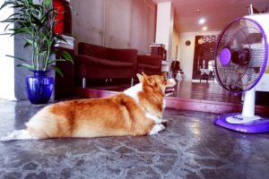 Top Best Dog Cooling Fans for Home